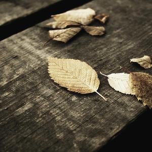 美女被操的声音
